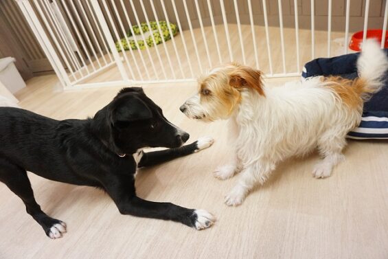 ヌーノクラブ 犬のペットホテル 東京 中野区 フリースペースでのびのび お預かり中 ラブラドール×ゴールデンドゥードルのタマモ