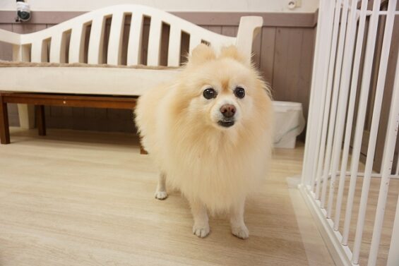 ヌーノクラブ　犬のペットホテル　東京　中野区　フリースペースでのびのび　お預かり中　ポメラニアンのリリィ