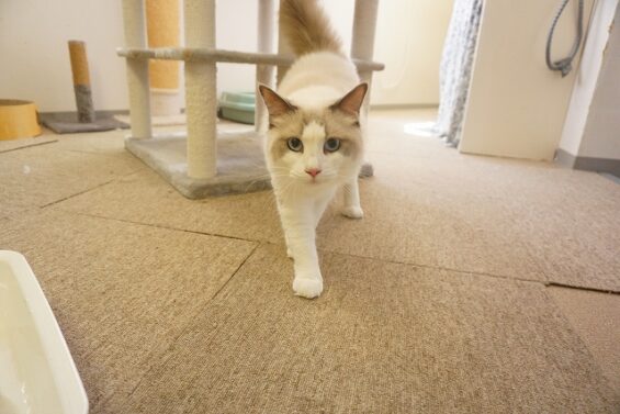 ヌーノクラブ 猫専用ペットホテル 都内 中野区 フリースペースでのびのび お預り中の猫ちゃん  ラグドールのねむ