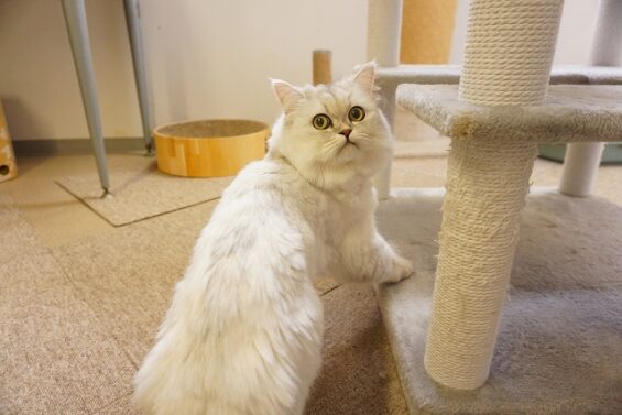 ヌーノクラブ　猫専用ペットホテル　都内　中野区　フリースペースでのびのび　お預り中の猫ちゃん　ミヌエットのウユ