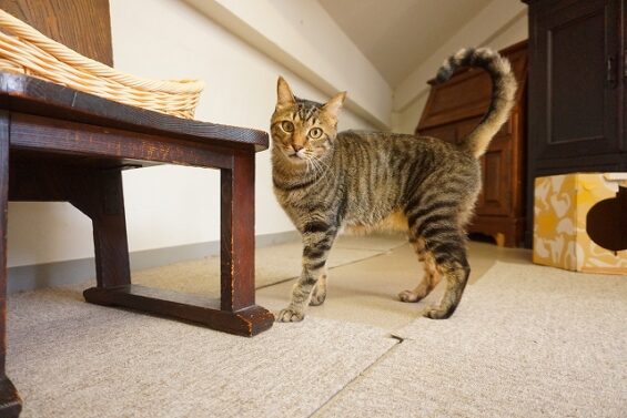 ヌーノクラブ　猫専用ペットホテル　都内　中野区　フリースペースでのびのび　お預り中の猫ちゃん　ミックスのみーた