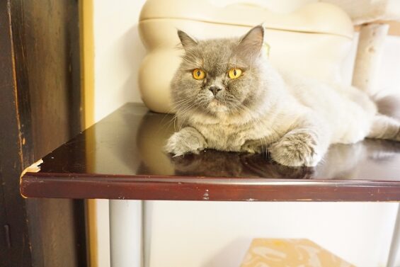 ヌーノクラブ　猫専用ペットホテル　都内　中野区　フリースペースでのびのび　お預り中の猫ちゃん ブリティッシュロングヘアーのブリ子