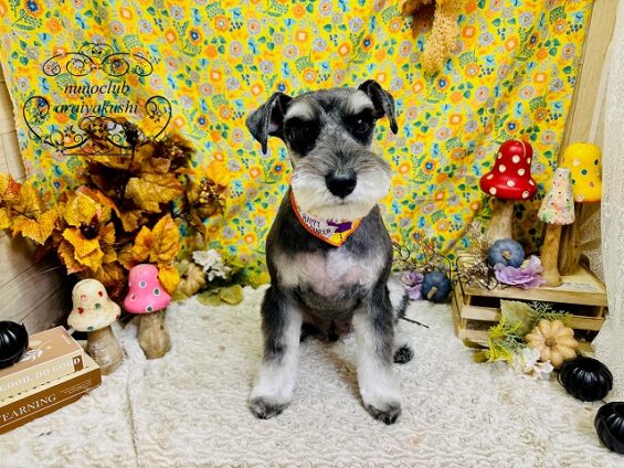 ペットサロン、ヌーノクラブ、可愛くリーズナブルにトリミング シュナウザーの未来_640