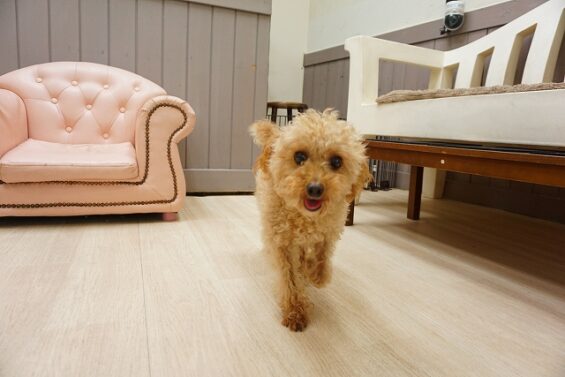 ヌーノクラブ　犬のペットホテル　東京　中野区　フリースペースでのびのび　お預かり中　トイプードルのサニー