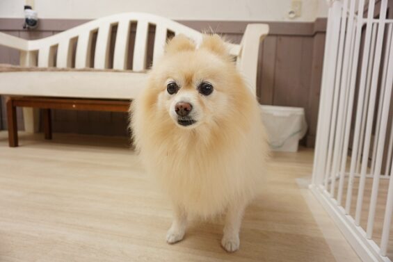 ヌーノクラブ　犬のペットホテル　東京　中野区　フリースペースでのびのび　お預かり中　ポメラニアンのリリィ