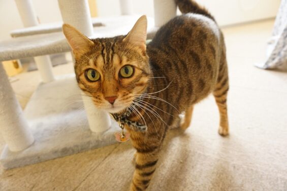 ヌーノクラブ　猫専用ペットホテル　都内　中野区　フリースペースでのびのび　お預り中の猫ちゃん　ベンガルのナイト