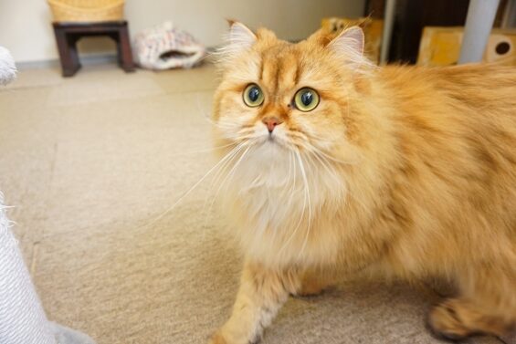 ヌーノクラブ　猫専用ペットホテル　都内　中野区　フリースペースでのびのび　お預り中の猫ちゃん ブリティッシュロングヘアーのきな子