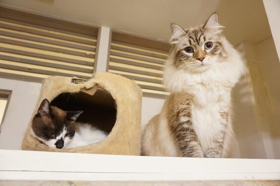 ヌーノクラブ　猫専用ペットホテル　都内　中野区　フリースペースでのびのび　お預り中の猫ちゃん　サイベリアンのレオ