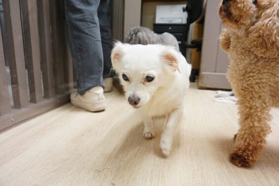 ヌーノクラブ 犬のペットホテル 東京 中野区 フリースペースでのびのび お預かり中 チワプーのジェシー