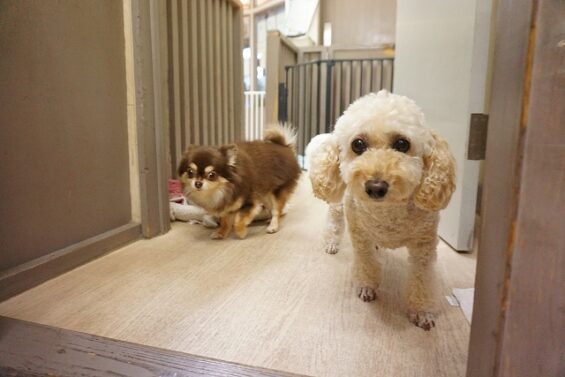 ヌーノクラブ 犬のペットホテル 東京 中野区 フリースペースでのびのび お預かり中 トイプードルのクッキー