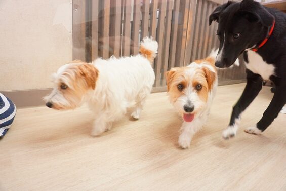 ヌーノクラブ 犬のペットホテル 東京 中野区 フリースペースでのびのび お預かり中 ジャックラッセルテリアのニコル・クレア