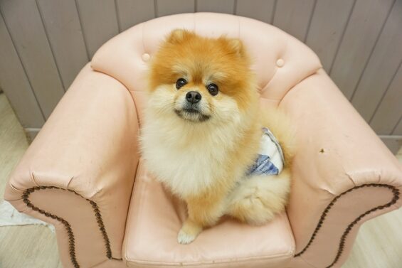ヌーノクラブ　犬のペットホテル　東京　中野区　フリースペースでのびのび　お預かり中　ポメラニアンのおかゆ