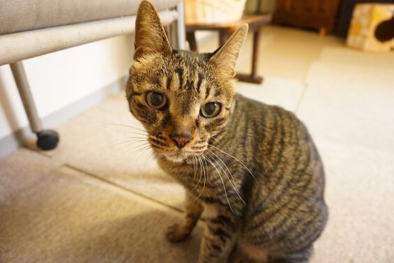 ヌーノクラブ　猫専用ペットホテル　都内　中野区　フリースペースでのびのび　お預り中の猫ちゃん　キジトラのリク