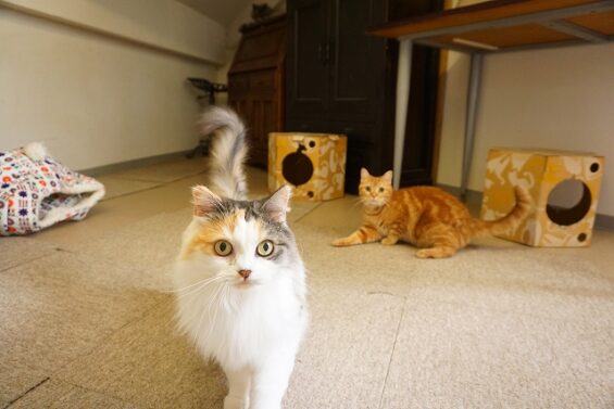 ヌーノクラブ　猫専用ペットホテル　都内　中野区　フリースペースでのびのび　お預り中の猫ちゃん ブリティッシュショートヘアーのミロ