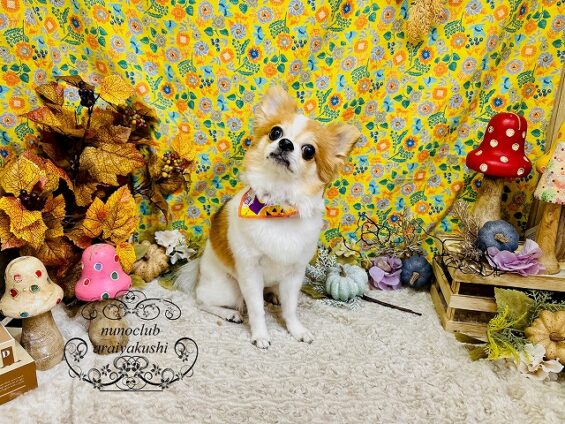 ペットサロン、ヌーノクラブ、可愛くリーズナブルにトリミング チワワのチョコ