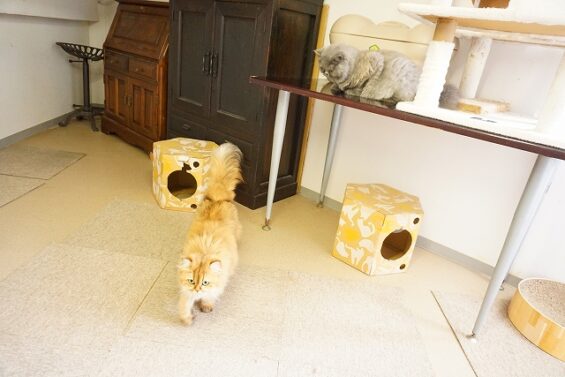 ヌーノクラブ　猫専用ペットホテル　都内　中野区　フリースペースでのびのび　お預り中の猫ちゃん ブリティッシュロングヘアーのきな子・ブリ子