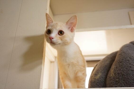 ヌーノクラブ　猫専用ペットホテル　都内　中野区　フリースペースでのびのび　お預り中の猫ちゃん　ミックスのアイス