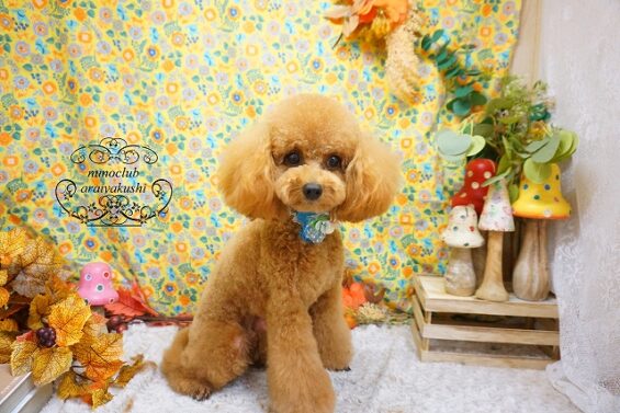 ペットサロン、ヌーノクラブ、可愛くリーズナブルにトリミング　