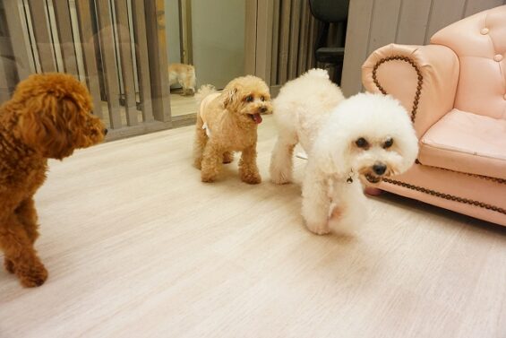 ヌーノクラブ　犬のペットホテル　東京　中野区　フリースペースでのびのび　お預かり中　トイプードルのトーマユイカ