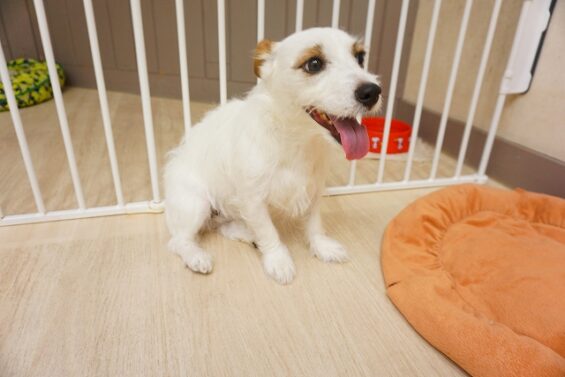 ヌーノクラブ 犬のペットホテル 東京 中野区 フリースペースでのびのび お預かり中 ジャックラッセルテリアのにこ