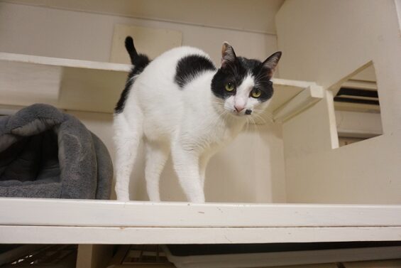 ヌーノクラブ 猫専用ペットホテル 都内 中野区 フリースペースでのびのび お預り中の猫ちゃん  MIXの桃太郎