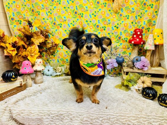 ペットサロン、ヌーノクラブ、可愛くリーズナブルにトリミング チワックスのチョコ_640