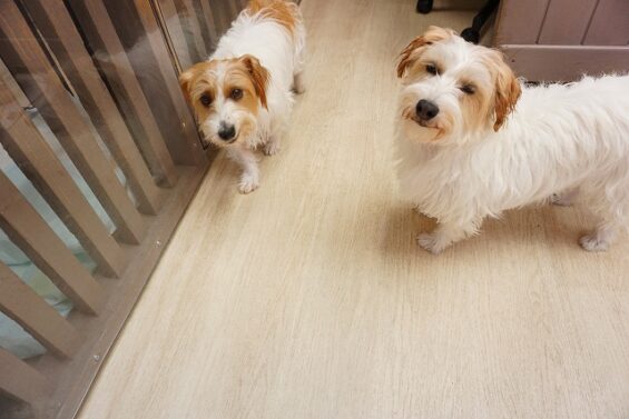 ヌーノクラブ 犬のペットホテル 東京 中野区 フリースペースでのびのび お預かり中 ジャックラッセルテリアのニコル・クレア