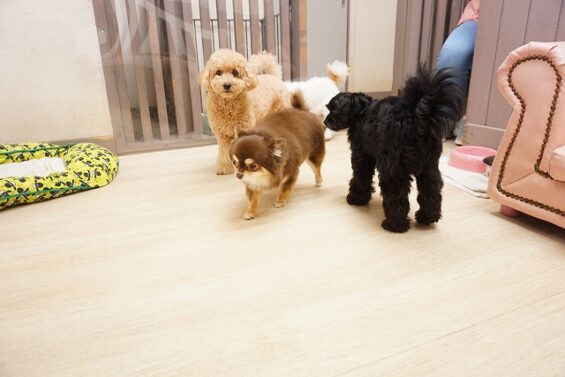 ヌーノクラブ 犬のペットホテル 東京 中野区 フリースペースでのびのび お預かり中 チワプーのルン トイプードルのもこ