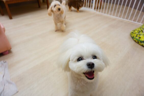 ヌーノクラブ 犬のペットホテル 東京 中野区 フリースペースでのびのび お預かり中 マルチーズ×ポメラニアンのモコ