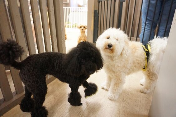 ヌーノクラブ　犬のペットホテル　東京　中野区　フリースペースでのびのび　お預かり中　ビションプーのぽてまよ