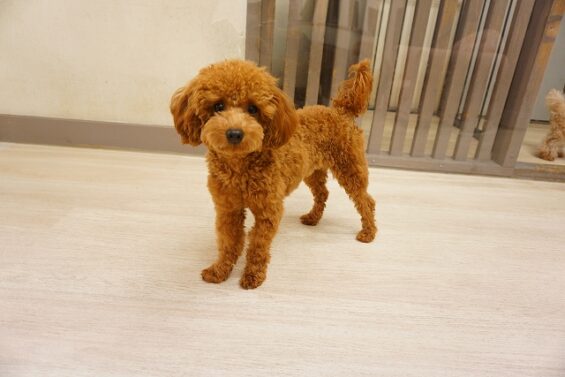 ヌーノクラブ　犬のペットホテル　東京　中野区　フリースペースでのびのび　お預かり中　トイプードルのもこ