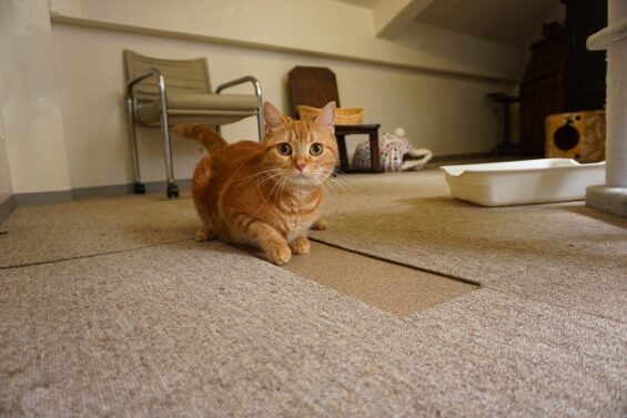 ヌーノクラブ　猫専用ペットホテル　都内　中野区　フリースペースでのびのび　お預り中の猫ちゃん　ミヌエットのソル