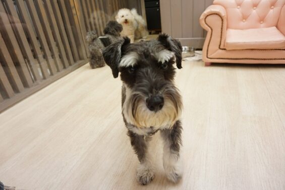 ヌーノクラブ　犬のペットホテル　東京　中野区　フリースペースでのびのび　お預かり中　ミニチュアシュナウザーの未来