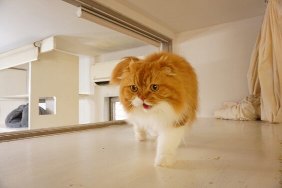 ヌーノクラブ 猫専用ペットホテル 都内 中野区 フリースペースでのびのび お預り中の猫ちゃん スコティッシュフォールドのモカ