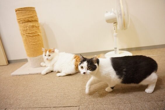 ヌーノクラブ　猫専用ペットホテル　都内　中野区　フリースペースでのびのび　お預り中の猫ちゃん　スコティッシュフォールドのよもぎ