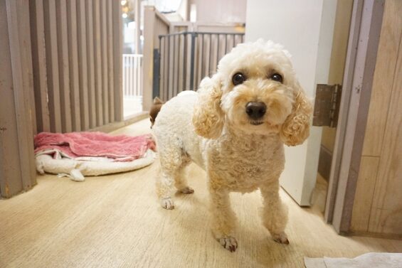 ヌーノクラブ 犬のペットホテル 東京 中野区 フリースペースでのびのび お預かり中 トイプードルのクッキー