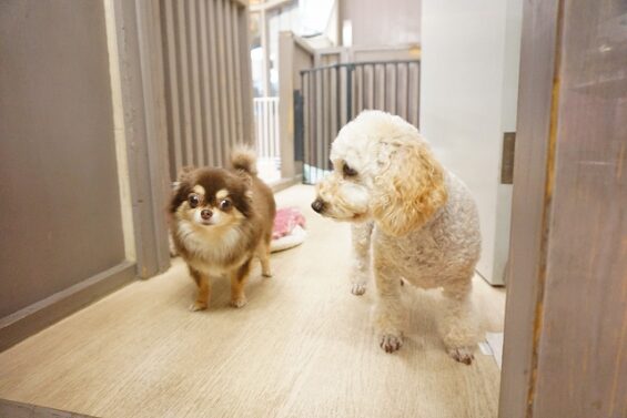 ヌーノクラブ 犬のペットホテル 東京 中野区 フリースペースでのびのび お預かり中 チワワのちっぷ
