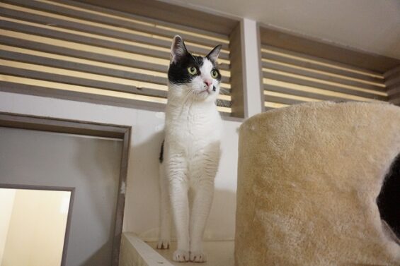 ヌーノクラブ 猫専用ペットホテル 都内 中野区 フリースペースでのびのび お預り中の猫ちゃん  MIXの桃太郎