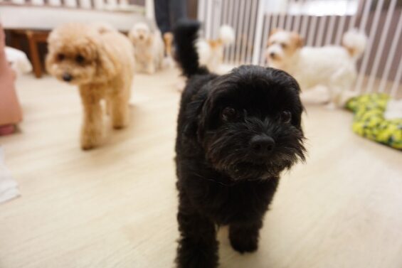 ヌーノクラブ 犬のペットホテル 東京 中野区 フリースペースでのびのび お預かり中 チワプーのルン