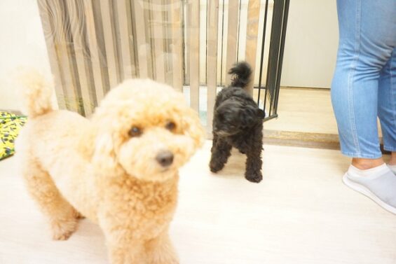 ヌーノクラブ 犬のペットホテル 東京 中野区 フリースペースでのびのび お預かり中 トイプードルのモコ