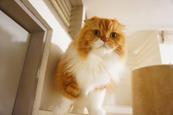 ヌーノクラブ 猫専用ペットホテル 都内 中野区 フリースペースでのびのび お預り中の猫ちゃん スコティッシュフォールドのモカ