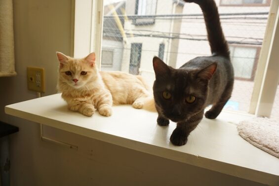 ヌーノクラブ 猫専用ペットホテル 都内 中野区 フリースペースでのびのび お預り中の猫ちゃん マンチカンのカフネ・ルカ