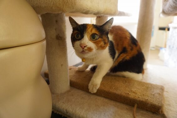 ヌーノクラブ 猫専用ペットホテル 都内 中野区 フリースペースでのびのび お預り中の猫ちゃん 三毛猫のてん