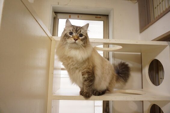 ヌーノクラブ　猫専用ペットホテル　都内　中野区　フリースペースでのびのび　お預り中の猫ちゃん　サイベリアンのレオ