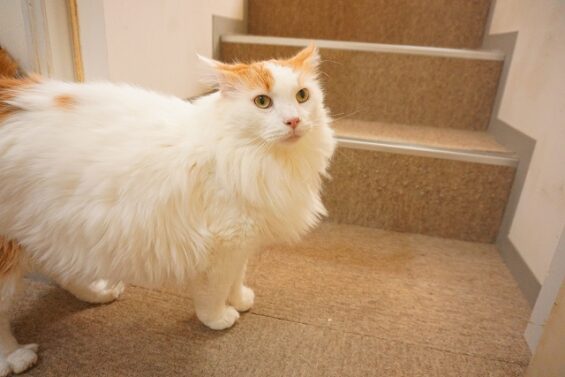 ヌーノクラブ　猫専用ペットホテル　都内　中野区　フリースペースでのびのび　お預り中の猫ちゃん　メインクーンのすさのお
