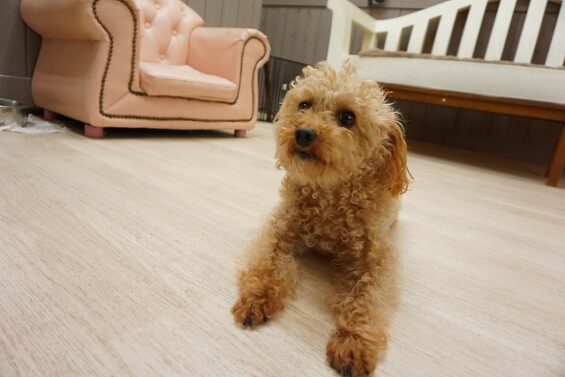 ヌーノクラブ　犬のペットホテル　東京　中野区　フリースペースでのびのび　お預かり中　トイプードルのサニー
