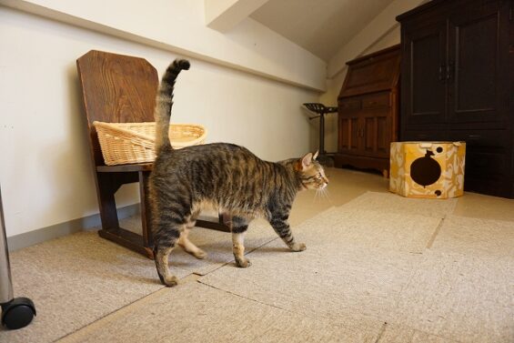 ヌーノクラブ　猫専用ペットホテル　都内　中野区　フリースペースでのびのび　お預り中の猫ちゃん　ミックスのみーた