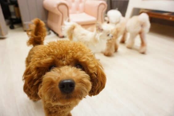 ヌーノクラブ　犬のペットホテル　東京　中野区　フリースペースでのびのび　お預かり中　トイプードルのもこ