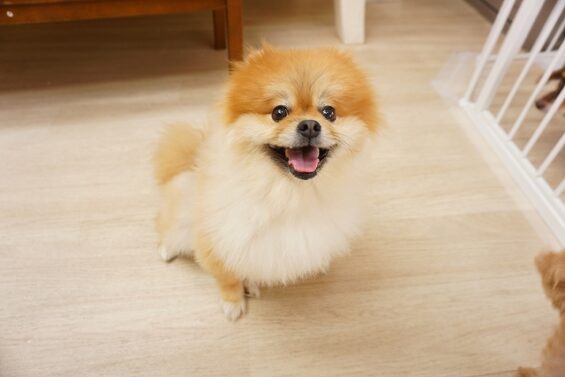 ヌーノクラブ　犬のペットホテル　東京　中野区　フリースペースでのびのび　お預かり中　ポメラニアンのおかゆ