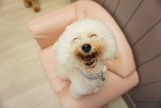 ヌーノクラブ　犬のペットホテル　東京　中野区　フリースペースでのびのび　お預かり中　トイプードルのユイカ